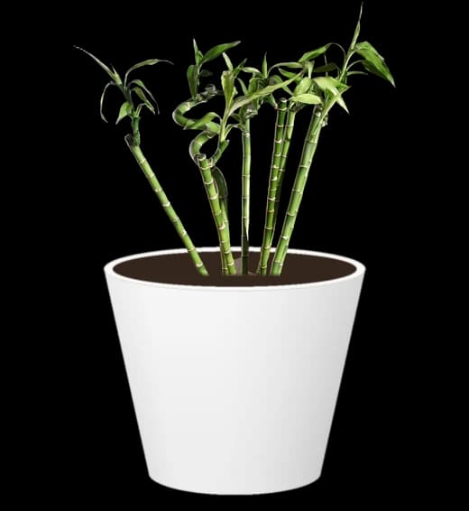 bamboo