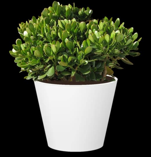 jade plant